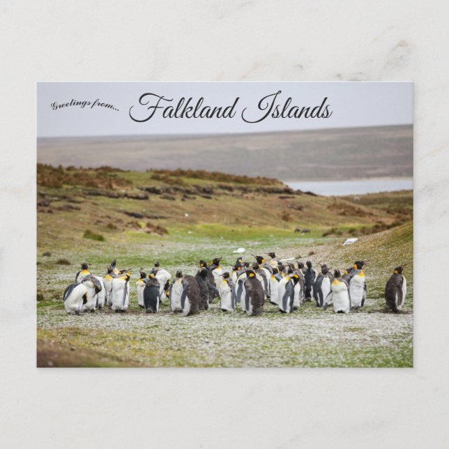 Carte Postale Penguins on Falkland Islands (Devant)