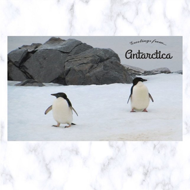 Carte Postale Penguins Sally Cove Horseshoe Island Antarctica (Créateur téléchargé)
