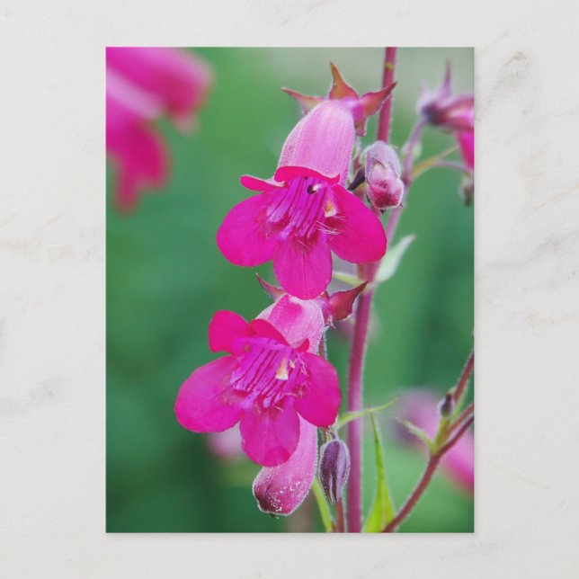 Carte postale Pénien Rose (Devant)