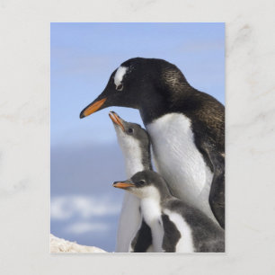 Carte Postale Péninsule Antarctique, Neko Harbour, Gentoo