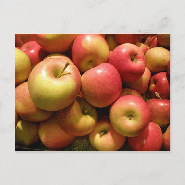 Carte Postale Pennsylvania Apples Postcard (Devant)