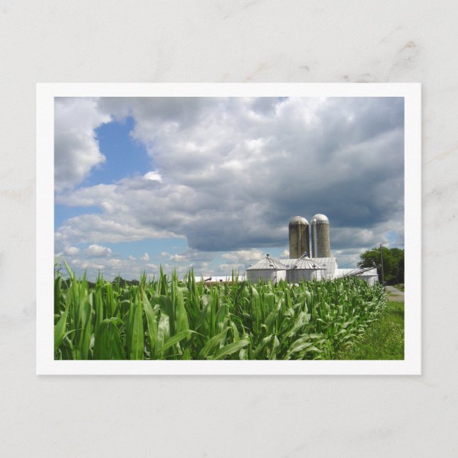Carte postale Pennsylvania Cornfield (Devant)