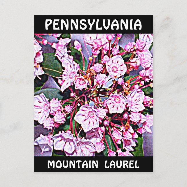 Carte Postale Pennsylvanie Mountain Laurel (Devant)
