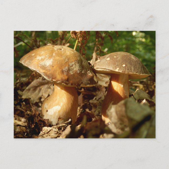 Carte postale Penny Bun Musroom (Devant)
