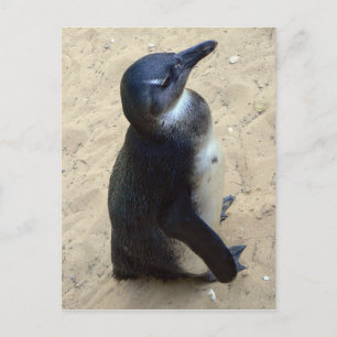 Carte Postale Penquin africain