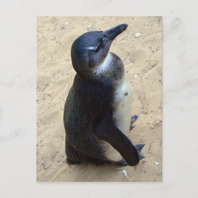 Carte Postale Penquin africain (Devant)