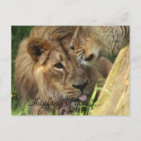 Pensée à vous amour africain de lions