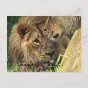 Carte Postale Pensée à vous amour africain de lions