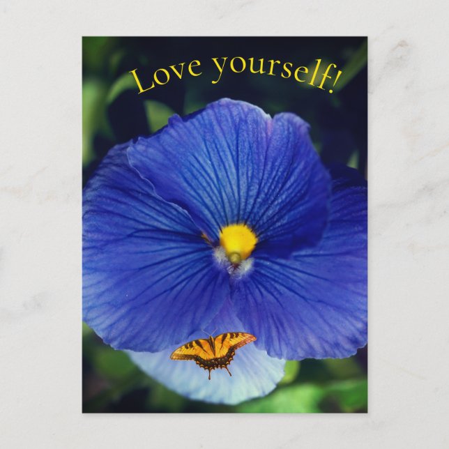 Carte Postale Pensée bleue viola (Devant)