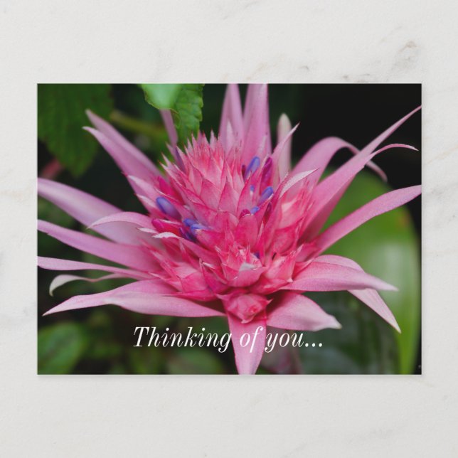 Carte postale Pensée pour vous Pink Beauty (Devant)