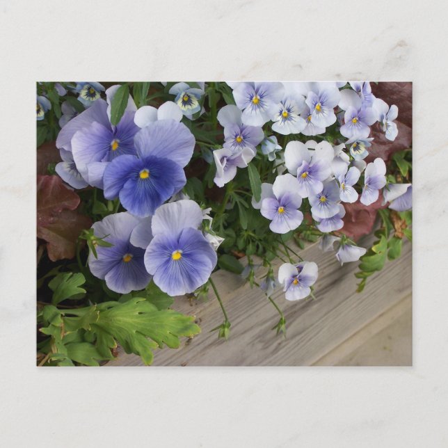 Carte Postale Pensées Florales Violettes Rustiques   (Devant)