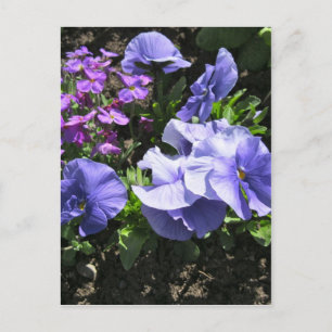 Carte Postale Pensées pourpres timides