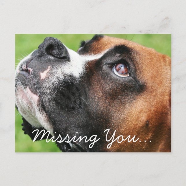 Carte Postale Penser à vous Boxer - Vindy (Devant)