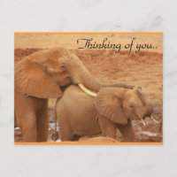 Penser À Vous Eléphants Africains