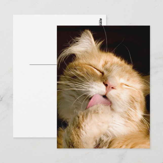 Carte Postale Penser À Vous Maine Coon Gros Plan Photo (Devant / Derrière)