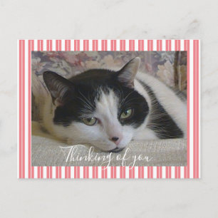 Carte Postale Penser à vous photo de chat