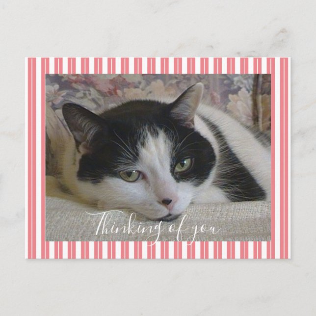Carte Postale Penser à vous photo de chat (Devant)
