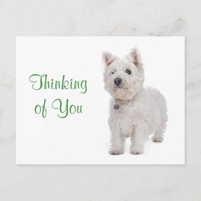 Carte Postale Penser à vous Westie Chien Chien Chien Salutation  (Devant)