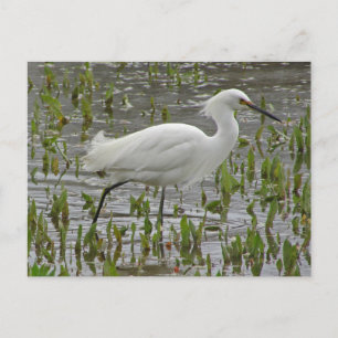 Carte Postale Penser à vous White Egret Photo Encouragement