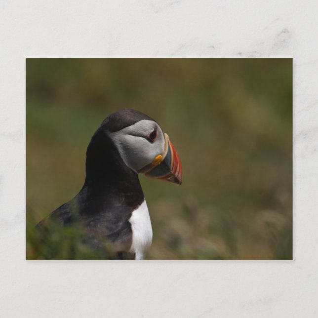 Carte Postale Penser Puffin (Devant)