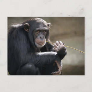 Carte Postale Pensez À Monkeying