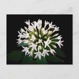 Carte Postale Pentas blancs