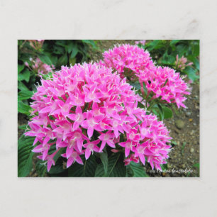 Carte Postale Pentas lanceolata [Carte postale]