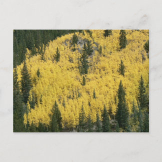 Carte Postale Pente dorée