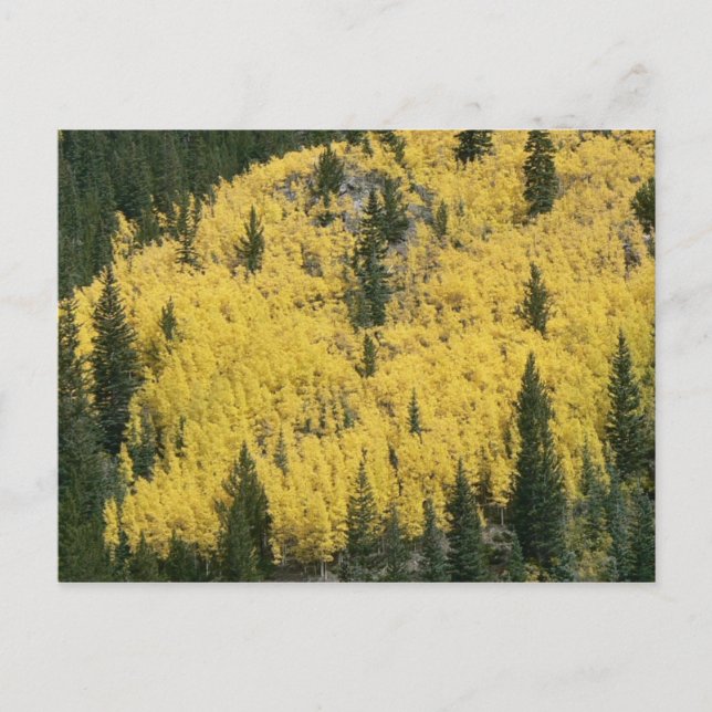 Carte Postale Pente dorée (Devant)