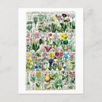 Pentrandia vintage - Organigramme végétal