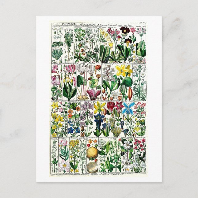Carte Postale Pentrandia vintage - Organigramme végétal (Devant)