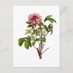 Carte Postale Peonia moutan par Pierre-Joseph Redouté