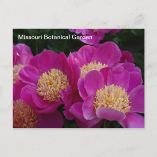 Carte Postale Peonies au Missouri Botanical Garden