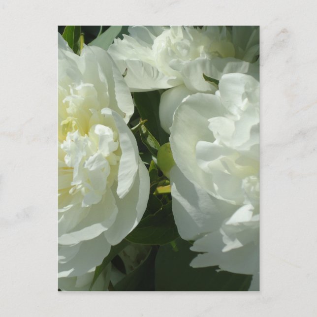 Carte Postale Peonies blanches (Devant)