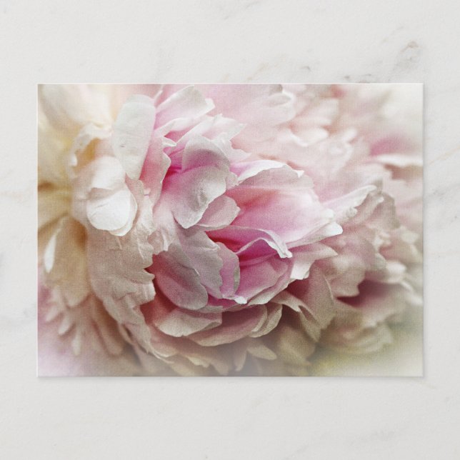 Carte Postale Peony (Devant)