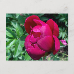 Carte postale Peony