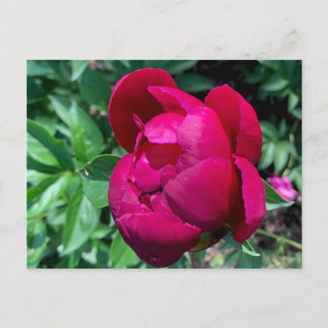 Carte postale Peony (Devant)