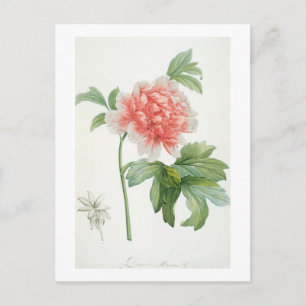 Carte Postale Peony, 1799