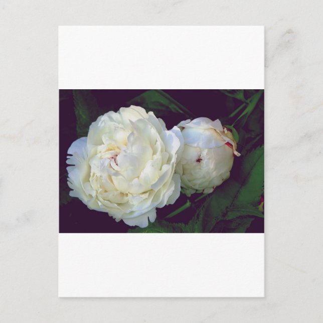 Carte Postale Peony blanc (Devant)