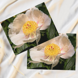 Carte Postale Peony blanc chinois