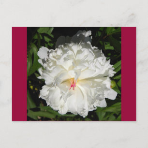 Carte Postale peony gros plan Paeonia lactiflora
