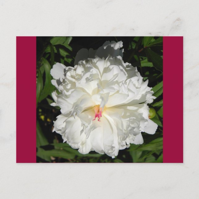 Carte Postale peony gros plan Paeonia lactiflora (Devant)