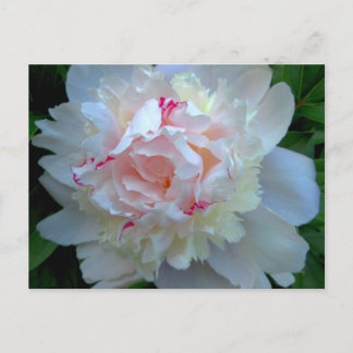 Carte Postale Peony Joli Blanc