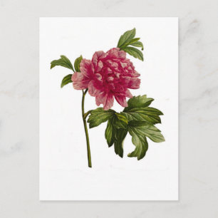 Carte Postale Peony moutan,var by Pierre-Joseph Redouté
