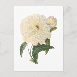 Carte Postale peony(Paeonia flagrans) par Redouté