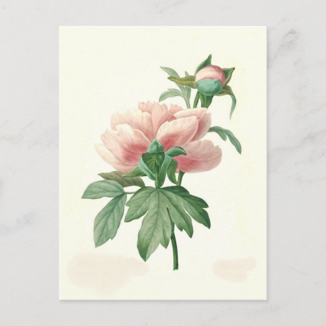 Carte Postale Peony par Pierre-Joseph Redouté (Devant)