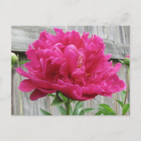 Peony rose