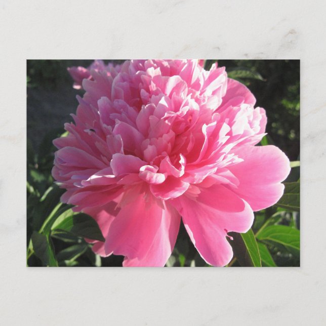 Carte Postale Peony rose (Devant)