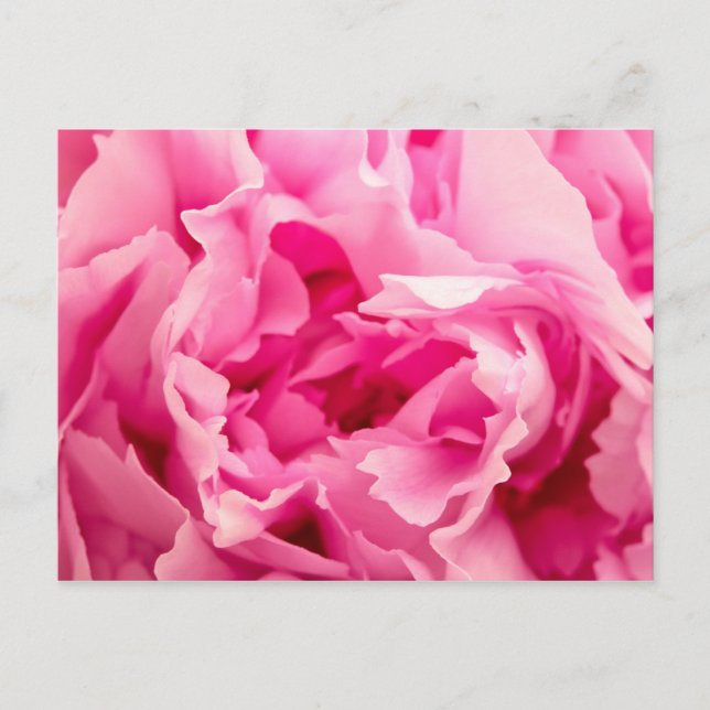 Carte Postale Peony rose (Devant)