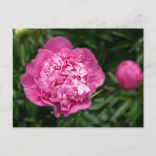Carte Postale Peony rose